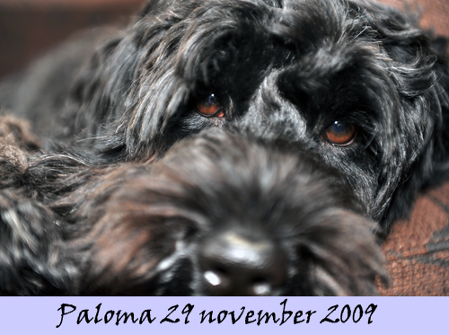 Paloma 29 november 2009