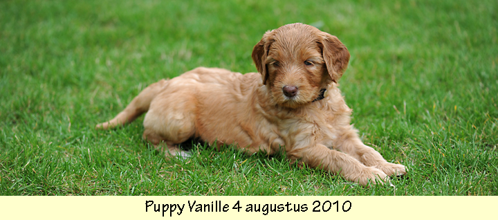 Puppy Vanille in het gras