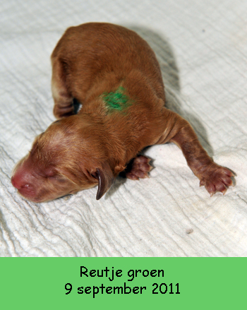 Pup groen