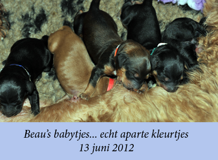 Puppies van Beau 14 juni 2012